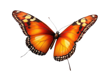 Obraz premium Butterfly Shows Wings with Graceful Elegance. Insect Beauty.