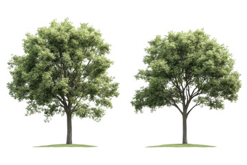 Obraz premium Two Lush Green Trees Stand Tall on a Patch of Grass, Displaying the Beauty of Nature's Canopy.