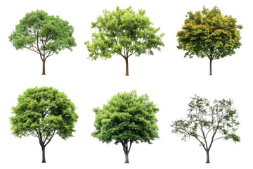 Six Trees Stand Tall Against Black Background, Showcasing Lush Green Foliage and Natural Beauty.