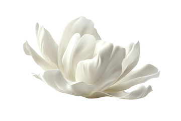 White Flower Blooms Elegantly on Dark Background, Simple Floral Beauty