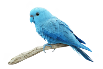 Blue Parrot Perches on Branch with Black Background, Exotic Bird Wildlife Beauty.