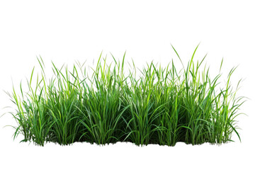 Green Grass Blades Grow Densely, Vibrant Green Growth and Lush Foliage.