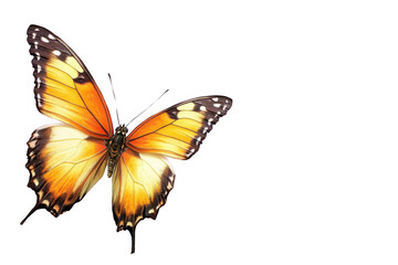 Fototapeta premium Butterfly Wings Spread Gracefully Showing Beauty and Transformation Theme