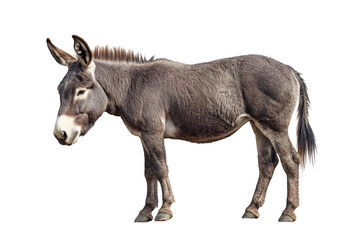 Obraz premium Donkey Stands Calmly on a Black Background, Farm Animal Posing Peacefully.