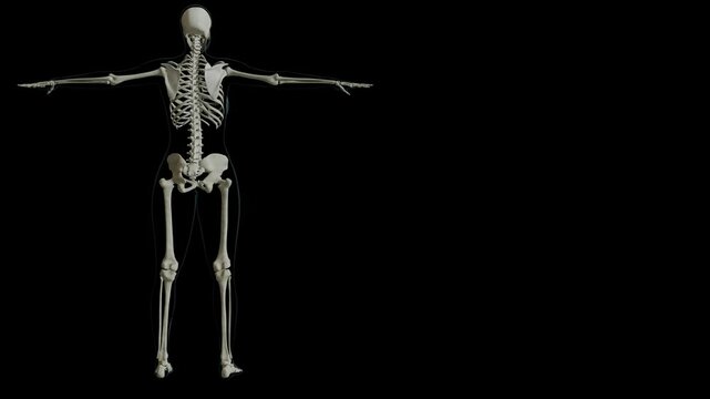 Diagram of the Human Skeletal System full 3D rotation 4K black background