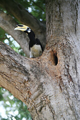 Male oriental pied hornbill holding a lump of dirt for a female. In case of closing the cavity to...