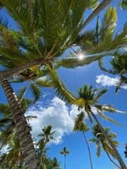 Fototapeta premium coconut tree