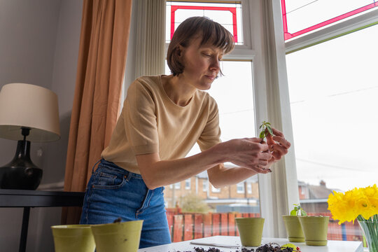 Enthusiastic  woman gardener plants sprouts  in her home shop. Small buisness  entrepreneur