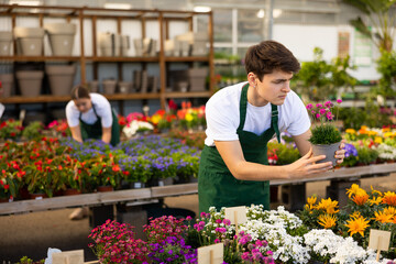 Man flower shop worker changes arrangement of pots with armeria and improves appearance of window © JackF