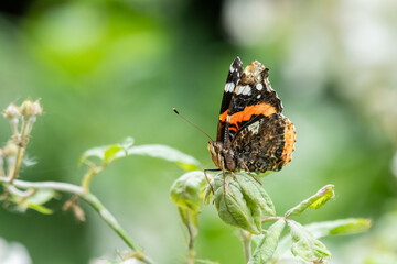 Schmetterling Admiral sitzt auf Blatt