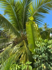 Fototapeta premium coconut palm trees