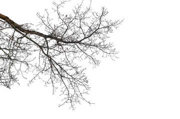 silhouette of a natural branches
