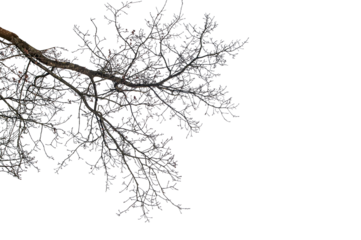 branches on a transparent background