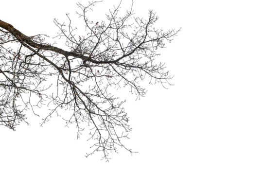 branches on a transparent background