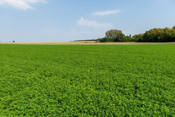 The peanut (Arachis hypogaea), also known as the groundnut, goober, goober pea, pindar or monkey nut, is a legume crop grown mainly for its edible seeds.