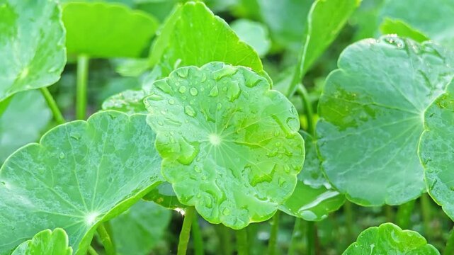 Fresh gotu kola in the garden