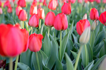 A vibrant red tulip field in full bloom in Fairhope, Alabama