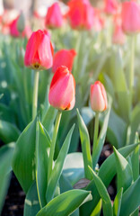 Sunlit tulips in full bloom with soft-focus background in Fairhope, Alabama