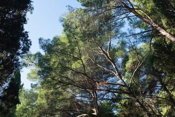 Lush Forest Canopy with Tall Trees and Clear Blue Sky. The towering trees and their interwoven branches create a natural atmosphere, ideal for themes of tranquility, nature, and outdoor exploration.