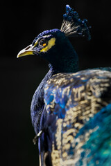 majesty of peacock 