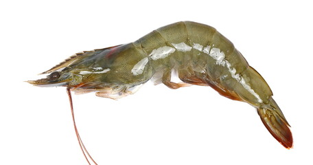 Raw fresh prawn or shrimp isolated on white, top view