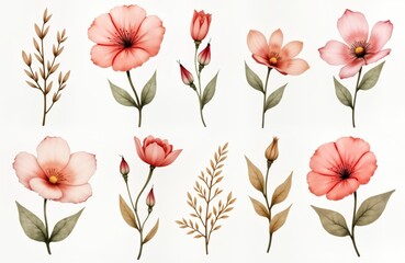 Watercolor illustration of various flowers, plants with muted colors on white background. Delicate blossoms in shades of pink, peach. Floral elements include flowers buds, leaves. Suitable for prints