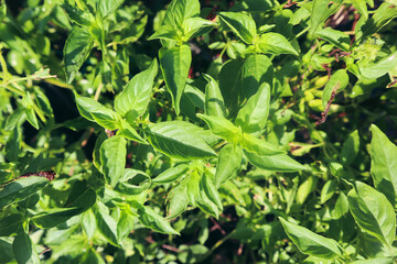 a clump of basil tree with green leaf and flower