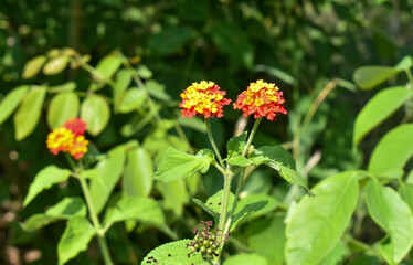 Lantana obanderita española es un género de la familia Verbenaceae con más de 100 especies, en su mayoría americanas. Comprende 314 especies descritas y de estas, solo 131 aceptadas.