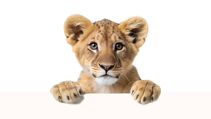 Obraz premium curious baby lion peering over the edge of blank background