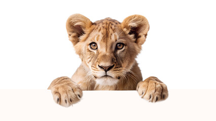 Obraz premium curious baby lion peering over the edge of blank background
