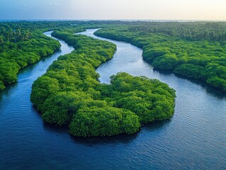 Aerial view of a winding river flowing through lush green mangrove forests with a clear blue sky