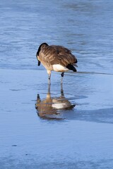 goose looking at reflection