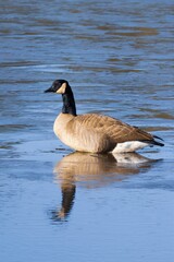 goose at the lake