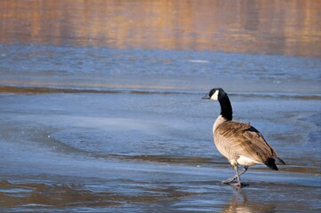 goose on the water