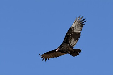 vulture in flight