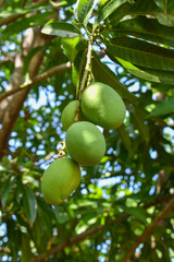 mango viche, verde y hojas o follaje del arbol de mango
 Este mango es grande y tiene una ovalada. Su piel es de color verde oscuro y su pulpa es jugosa, suave y dulce, con fibras. 