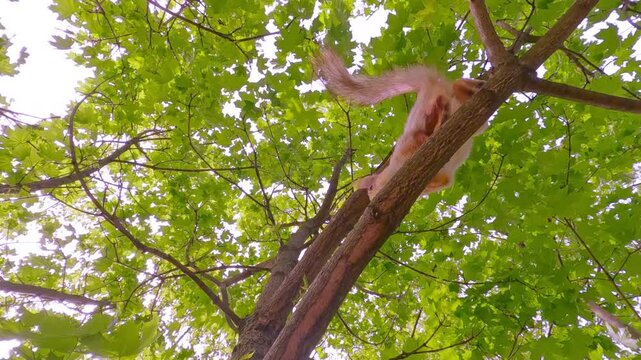Bottom view, Close up of Eurasian red squirrel jumping on tree branches