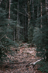 Quiet Winter Forest with Fallen Branches and Sparse Snow