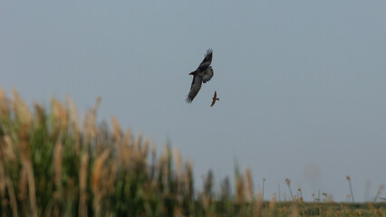 A blackbird chases a raven away from its nest among the marsh grasses in the Bear River Migratory Bird Refuge in Brigham City Utah. 