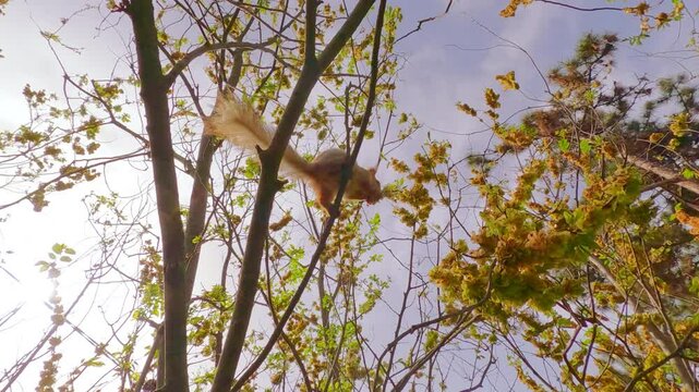 Red squirrel jumping on thin branches of blossom cherry and eating white flowers in spring garden, Bottom view