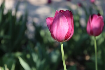 Naklejka premium close-up macro single sun-dappled purple pink tulip blossom against leafy green backdrop