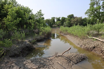 Obraz premium breeched beaver dam across a shallow muddy creek between dry cracked banks in hot summer sun