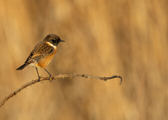 European Stonechat (Saxicola rubicola), commonly found in open habitats across Europe, Bull Island, Dublin