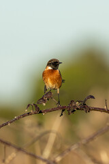 European Stonechat (Saxicola rubicola), commonly found in open habitats across Europe, Bull Island, Dublin
