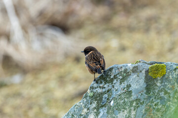 European Stonechat (Saxicola rubicola), commonly found in open habitats across Europe, Bull Island, Dublin
