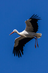 White Stork (Ciconia ciconia), commonly found in Europe, Africa, and Asia, spotted in Casa de Campo.