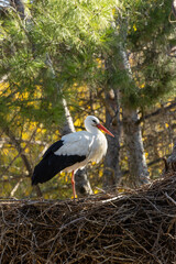 White Stork (Ciconia ciconia), commonly found in Europe, Africa, and Asia, spotted in Casa de Campo.