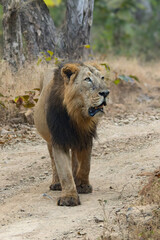 lion in the wild lion in the grass asiatic lion closeup photo from Gir jungle in India