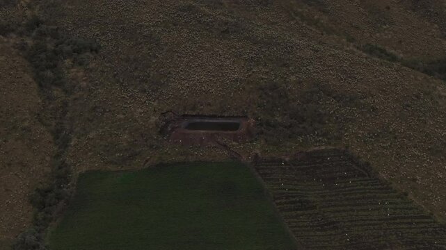 Aerial video of Espeletia Frailejones plants in a field with hills in the background. Ecuador