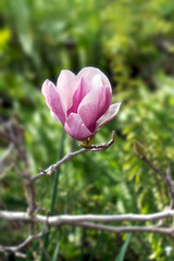 Beautiful Magnolia blossom against bokeh of green foliage